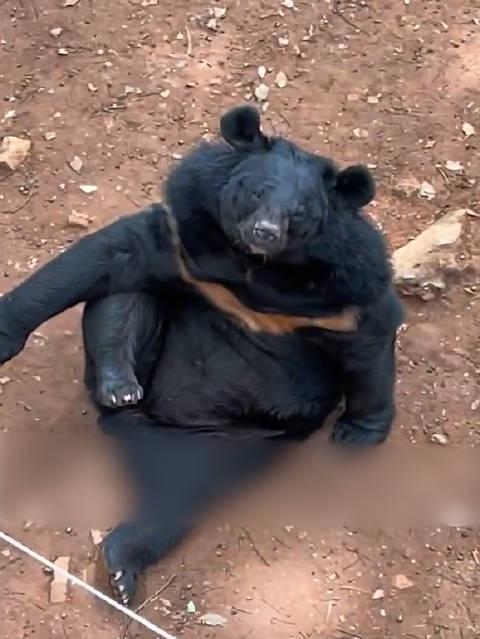 动物园三头黑熊躺平跷二郎腿 姿势各异让网友笑喷 成精了吗