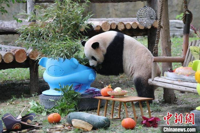三只大熊猫在上海集体过生日 手工生日面融入爱和祝福