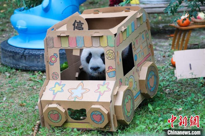 三只大熊猫在上海集体过生日 手工生日面融入爱和祝福