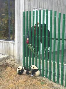 大熊猫看到游客抱着竹子绕圈滚