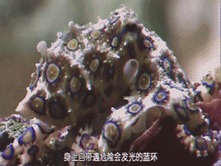 蓝环章鱼毒性是眼镜蛇的50倍