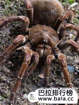 世界上最大的巨型蜘蛛