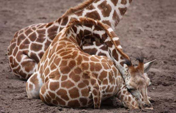 长颈鹿为什么站着睡觉