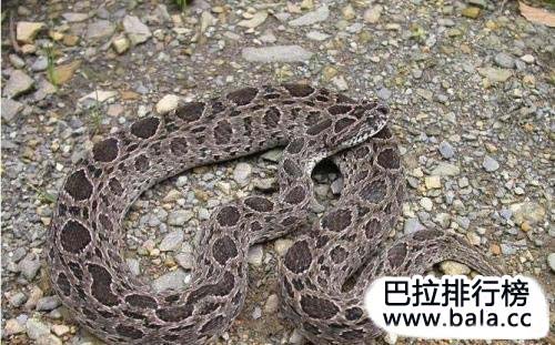 中国十大致命毒蛇排行榜