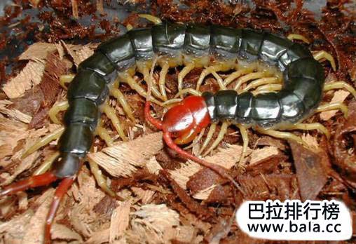 世界上十大巨型蜈蚣排行榜前十位
