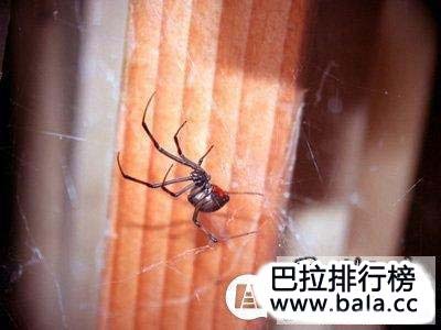 世界上最大的巨型蜘蛛