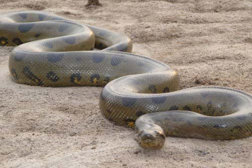 世界上10种最危险的蛇