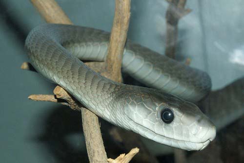 世界上10种最危险的蛇