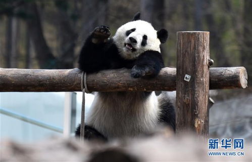 大熊猫被阳光描金边画面太治愈_贵州茅台财富熊猫酒