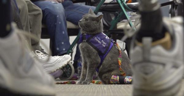 俄亥俄州一只被截肢的猫和主人联手帮助其他人