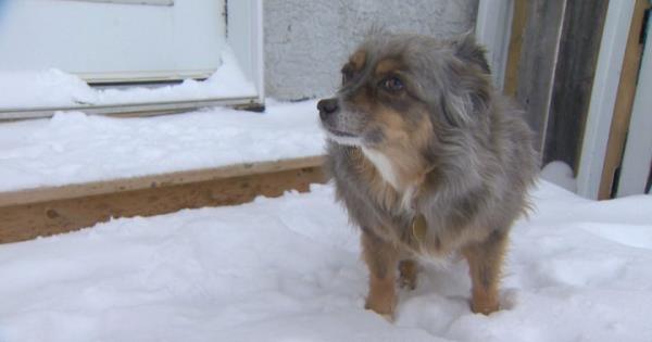 卡尔加里提醒宠物主人在极端寒流期间限制户外暴露