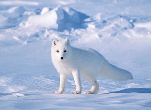 白狐是国家几级保护动物_狐狸是国家保护动物
